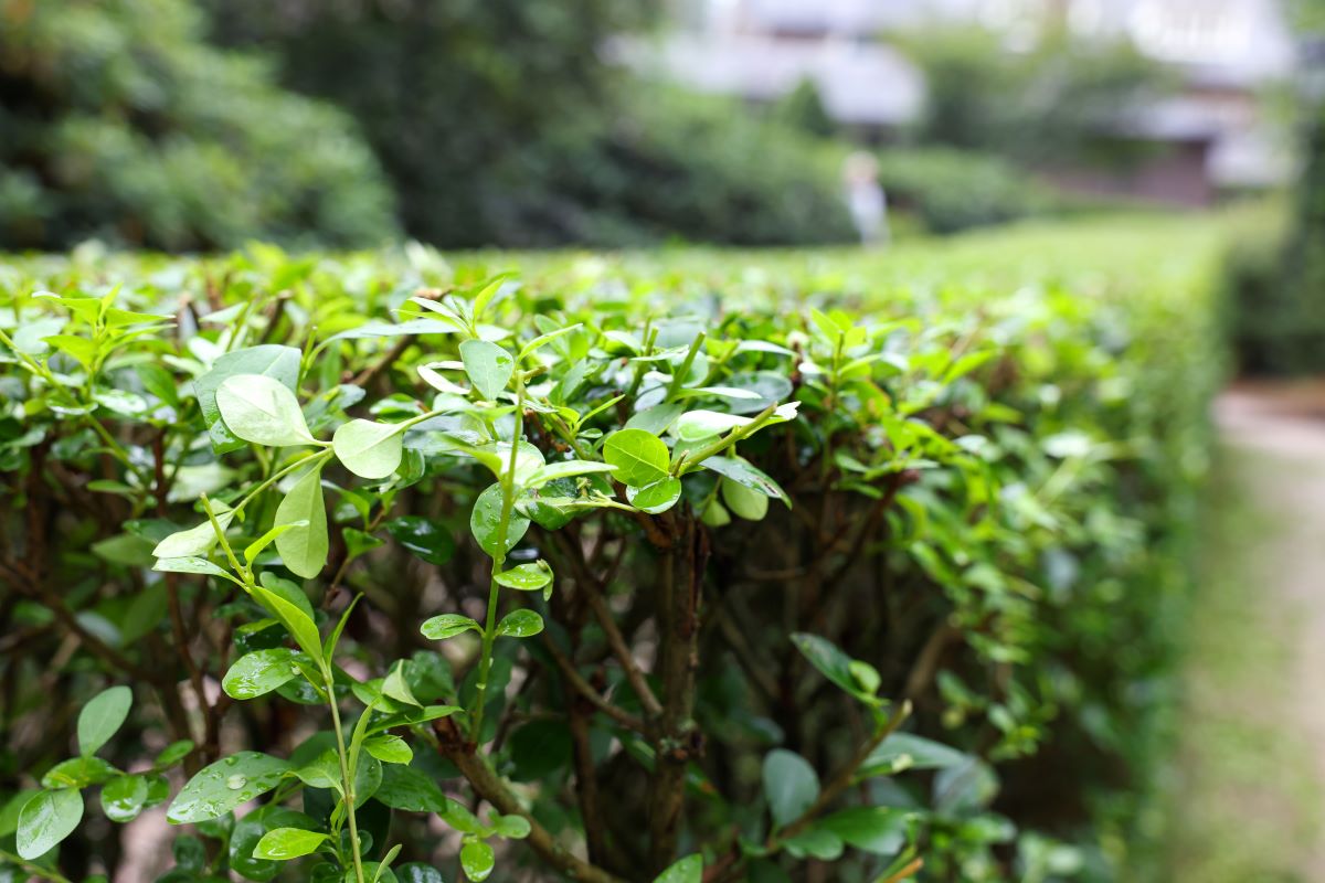 Hecke schneiden: Schonzeit und beste Zeitpunkte | Ratgeber