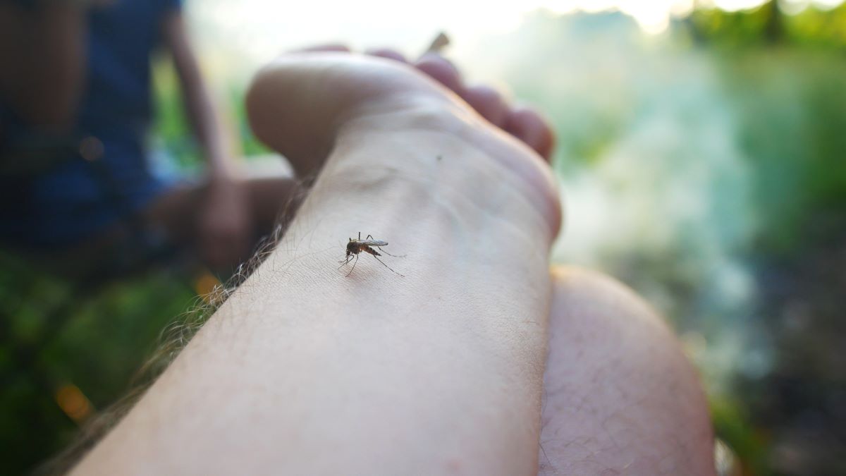 Insektenstiche im Neckar-Odenwald-Kreis: Richtige Erste Hilf