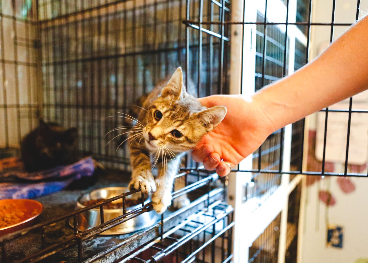 Katze mikrochippen Neckar-Odenwald-Kreis — Sicherheit & Tipps