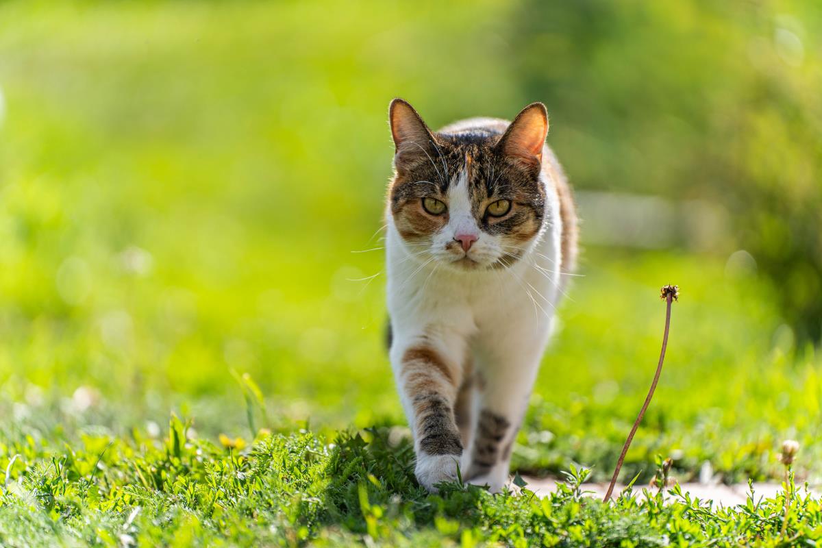 Katze freilaufend im Neckar-Odenwald-Kreis – Rechte und Pfli