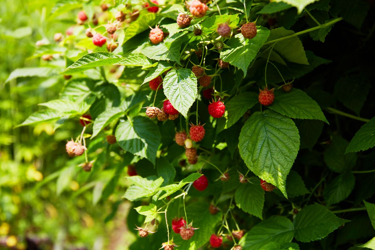 Streuobstwiese mit Hecke einfrieden — was geht im Neckar-Ode