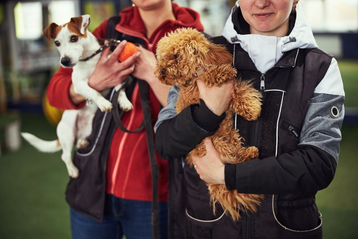 Tier adoptieren im Neckar-Odenwald-Kreis – Tierheim statt Züchter